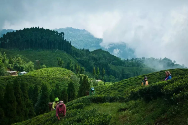 Darjeeling Kurseong Package Tour 4Days/3N (3 Star)